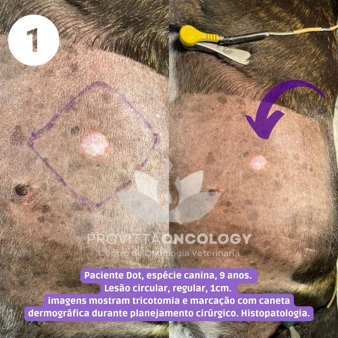 Mastocitoma : Vem entender um pouco sobre ele!